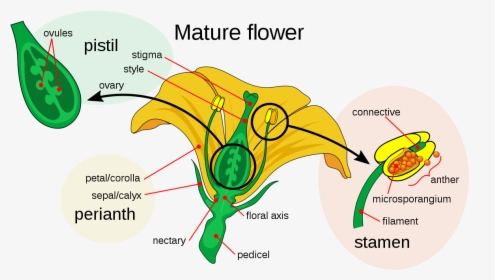 Parts Of A Flower, HD Png Download, Transparent PNG
