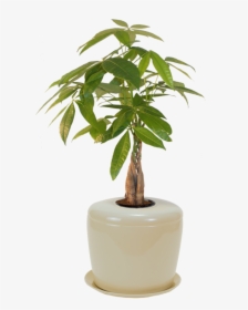 Bonsai Urn Ceramic Cremation Urn For A Bonsai Tree - Bonsai Plant For Home, HD Png Download, Transparent PNG