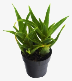 Succulent Plant, HD Png Download, Transparent PNG
