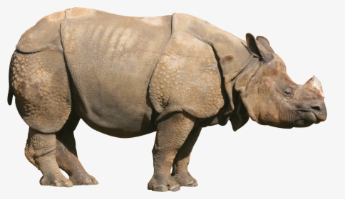 Rhino Png - One Horned Rhino Png, Transparent Png, Transparent PNG