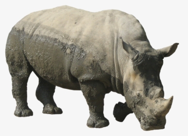 Rhinoceros Free Download Png - Rhinoceros Transparent, Png Download, Transparent PNG