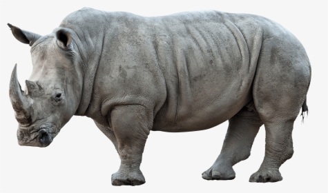 Rhinoceros Png Pic - Rhinoceros Png, Transparent Png, Transparent PNG