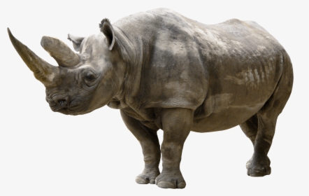 Rhinoceros Png Clip Art - Rhinoceros Png, Transparent Png, Transparent PNG