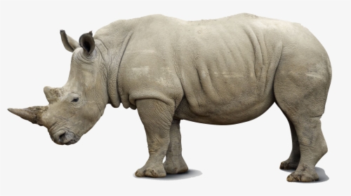 Rhino Png Pics - Side View Of A Rhino, Transparent Png, Transparent PNG