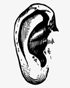 Black Ear Png - Png Ear Illustration, Transparent Png, Transparent PNG