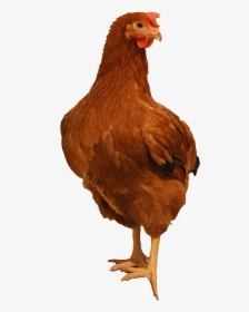 Brown Chicken Png Image Background - Chicken Png, Transparent Png, Transparent PNG