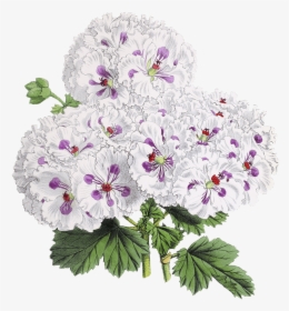 Flor Dibujo - Japanese Flowers Drawing Transparent, HD Png Download, Transparent PNG