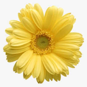 Daisy Clipart Flores - Yellow Flower Transparent Background, HD Png Download, Transparent PNG