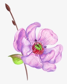 Hand Drawing Of A Realistic With Colored Pencils - Fleur Dessin Realiste Couleur, HD Png Download, Transparent PNG