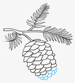 Drawing Of Pine Cones, HD Png Download, Transparent PNG