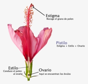 Aparato Reproductor Feminino Flores - Lily, HD Png Download, Transparent PNG