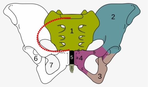 Obturator Foramen, HD Png Download, Transparent PNG