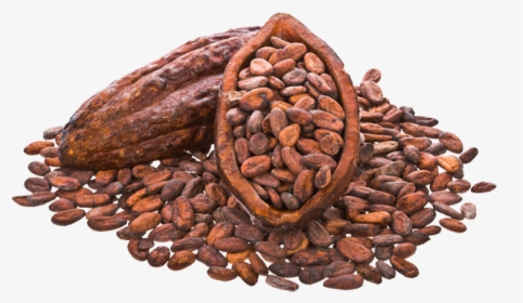 Cocoa Beans Png Image - Cacao File Png, Transparent Png, Transparent PNG