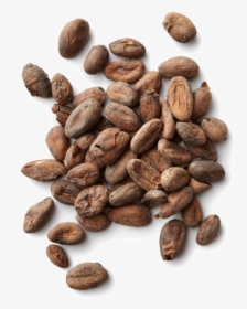 Cacao Png - Cocoa Beans Transparent Background, Png Download, Transparent PNG