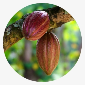Cacao Png - Cocoa Bean, Transparent Png, Transparent PNG