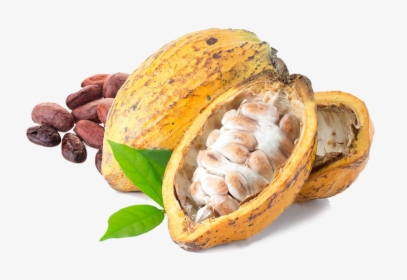 Cacao Png, Transparent Png, Transparent PNG