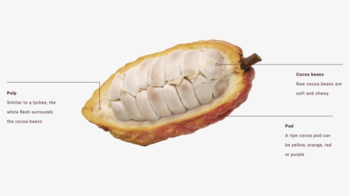 Transparent Cocoa Bean Png - Inside The Cocoa Bean, Png Download, Transparent PNG