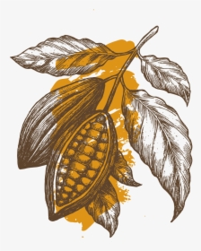Cocoafruit - Cocoa Plant Chocolate Illustration, HD Png Download, Transparent PNG