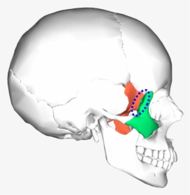 Sphenoid And Zygomatic Bone, HD Png Download, Transparent PNG