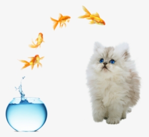 #freetoedit #cute #cat #fish Jumping Out Of Bowl - Fish Bowl Jump, HD Png Download, Transparent PNG