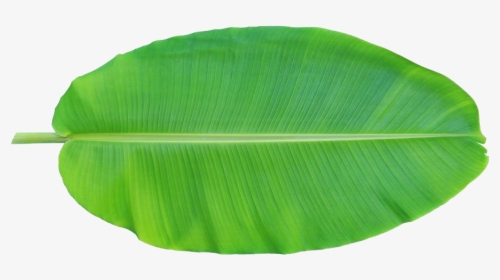 Banana Leaves Png - Banana Leaf Clip Art, Transparent Png, Transparent PNG