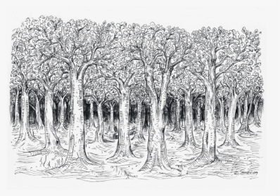 Tree Sketch Png, Transparent Png, Transparent PNG