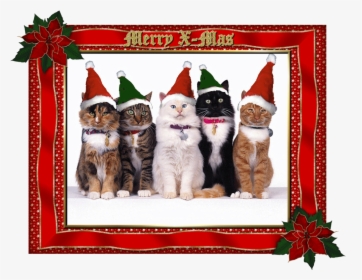 Merry Christmas Funny Cat, HD Png Download, Transparent PNG