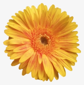 Flores Animadas Png, Transparent Png, Transparent PNG
