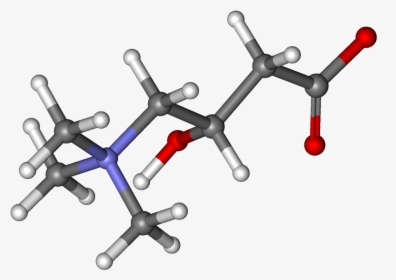 Carnitine Ball And Stick - L Carnitine Molecular Structure, HD Png Download, Transparent PNG
