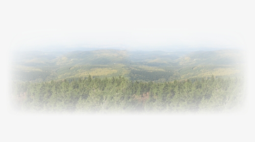 Tree Texture Png, Transparent Png, Transparent PNG
