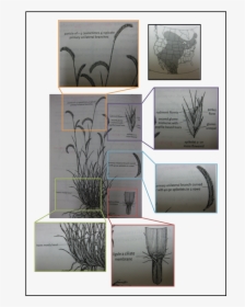 Bouteloua Gracilis, Blue Grama, Grass, Sketch - Tree, HD Png Download, Transparent PNG