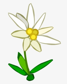 Edelweiss Png - Edelweiss Clipart Png, Transparent Png, Transparent PNG