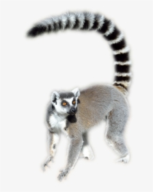 Lemur Png - Ring Tailed Lemur Png, Transparent Png, Transparent PNG