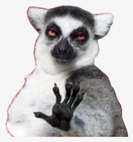 Background Transparent Lemur - Internet Meme, HD Png Download, Transparent PNG