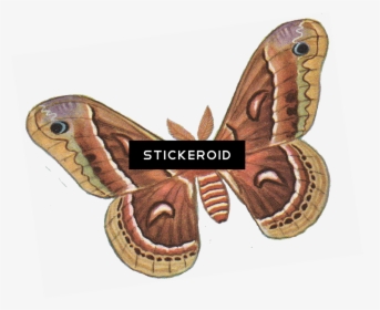 Vector Insects Moth - Silk Moth Clip Art, HD Png Download, Transparent PNG