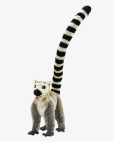 Lemur Tail Png - Circle Dial Icon Png, Transparent Png, Transparent PNG