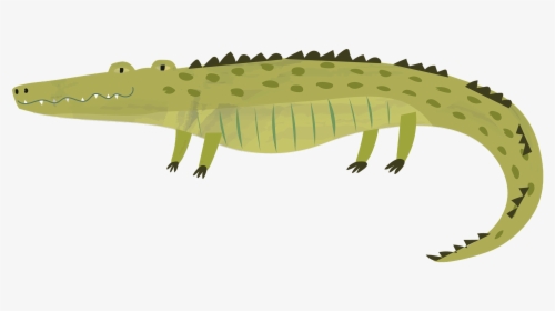 Smooth Newt, HD Png Download, Transparent PNG