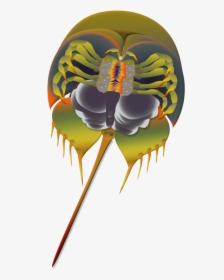 Horseshoe Crab Flattened , Png Download - Illustration, Transparent Png, Transparent PNG