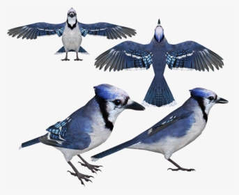 Transparent Blue Jay Clipart - Blue Jay, HD Png Download, Transparent PNG
