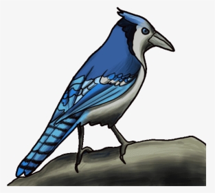 Bluejay Drawing Cute - Cartoon Blue Jay Drawing, HD Png Download, Transparent PNG