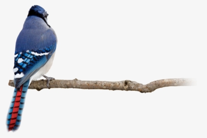 Blue Jay Back Side, HD Png Download, Transparent PNG