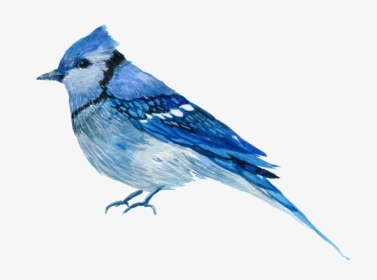 Hand Painted One Only Aura Bird Png Transparent - Blue Jay Transparent Background, Png Download, Transparent PNG