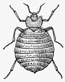 Clipart Bed Bugs Clip Royalty Free Bed Bug Clipart - Bed Bug Clipart Black And White, HD Png Download, Transparent PNG