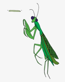 Transparent Praying Mantis Clip Art - Mantidae, HD Png Download, Transparent PNG