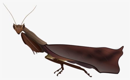 Dead Leaf Mantis, HD Png Download, Transparent PNG