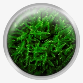 Close Up Of Green Moss - Canadian Fir, HD Png Download, Transparent PNG
