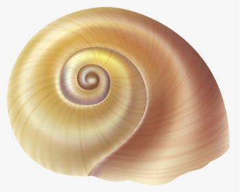 Sea Snail Shell Png Clip Art Image - Transparent Background Seashells Png, Png Download, Transparent PNG