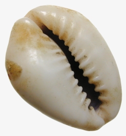 Sea Shells Png, Transparent Png, Transparent PNG