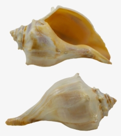 Orange Whelk • Lacquered - Conch, HD Png Download, Transparent PNG