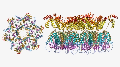 The Structure Of The Immature Hiv-1 Capsid In Intact - Hiv Virus Molecular Structure, HD Png Download, Transparent PNG
